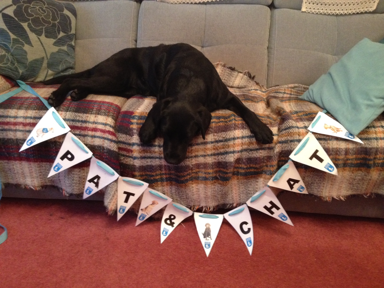 Black Lab lying on sofa above a loop of bunting. She is looking down at it as if reading it upside down.